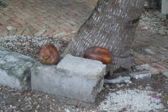 DSCN0902