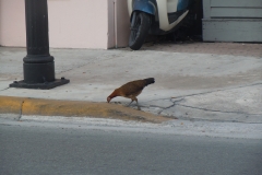 DSCN0916
