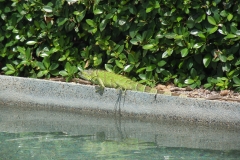 DSCN1155