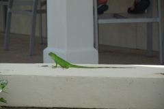 DSCN1164