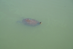 DSCN0662