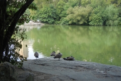DSCN0674